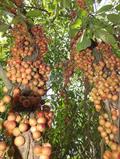 Baccaurea motleyana